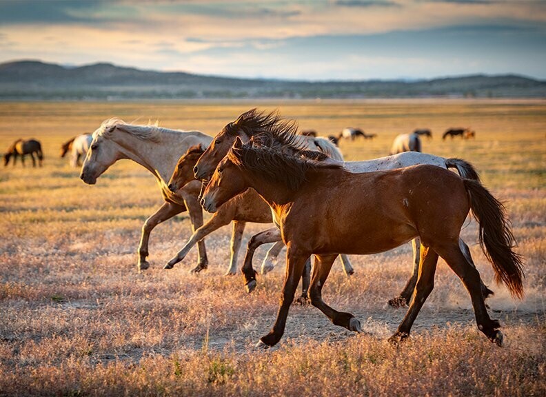 "Wild in the Desert" (Mustangs) Premium Wooden Jigsaw Puzzle—Postcard-Size - Texas Time Gifts and Fine Art